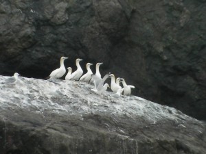 Gannets on rocks