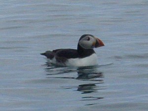 Puffin in Jersey on the water